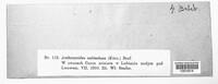 Anthracoidea subinclusa image